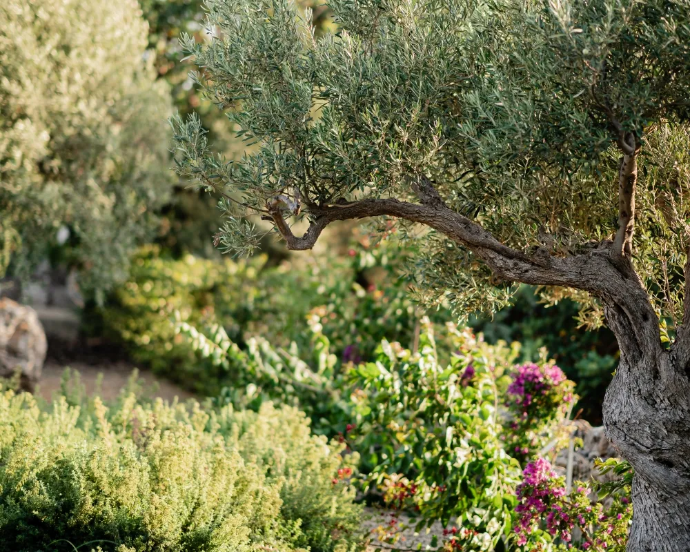 Il Giardino tra gli Ulivi